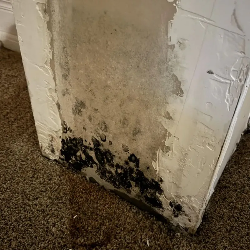 Professional Mold Removal in Plains, PA